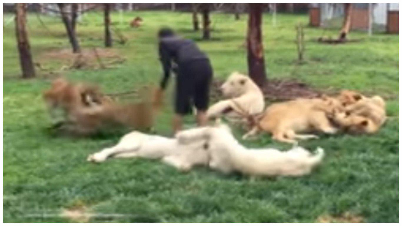 YouTube: Hombre fue salvado por tigre de ataque de leopardo (VIDEO)