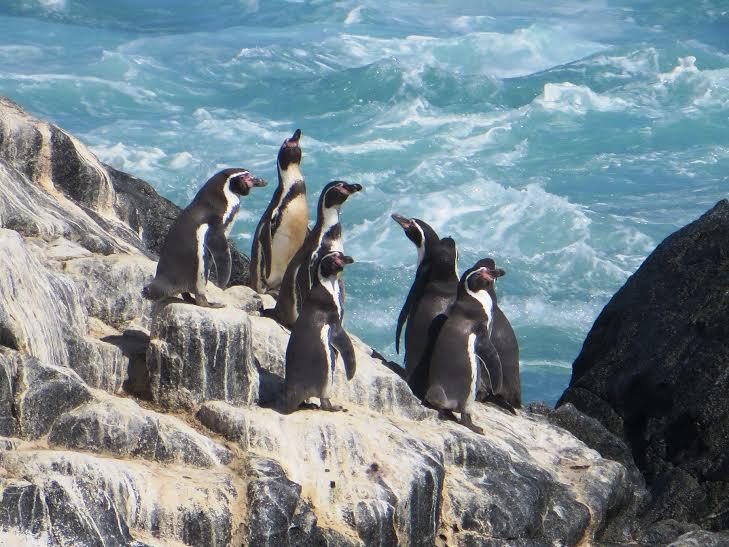 Presentan muestra "Cuidemos la flora y fauna de la región Moquegua"