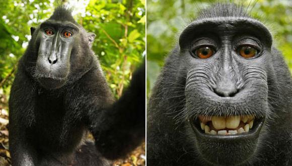 Selfie de mono en controversia: Wikipedia afirma que el autor de la foto es el primate