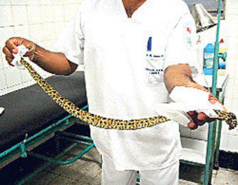Serpiente venenosa "Macanche" ataca a agricultor