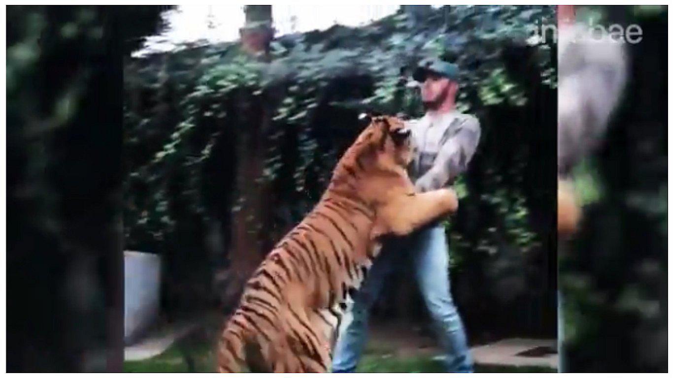 Tigre se lanza sobre Lewis Hamilton, pero él reaccionó así (VIDEO)