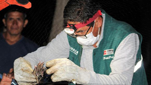 Reportan mordeduras de murciélagos en animales herbívoros en Lambayeque
