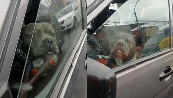 El perrito fue encontrado muy tranquilo, sentado en el asiento del conductor. (Foto: @teven119/composición)