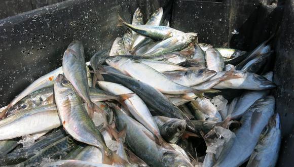 Semana Santa: Alertan no comprar pescado malogrado