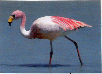 El III Festival de la Pariguana en Mejía