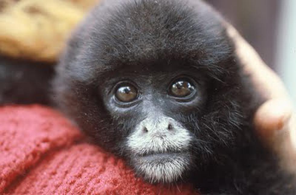 Parque de las Leyendas: Mono Marco está de fiesta