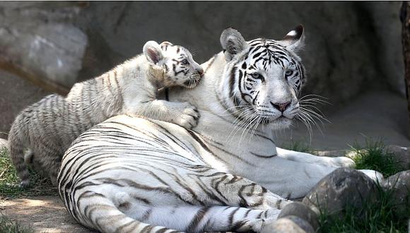 Exhiben en tres nuevos tigres blancos de Bengala nacidos en cautiverio (VIDEO)