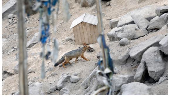 Run Run, el zorro andino criado por un vecino creyendo que era un perro, fue noticia en el Perú y el extranjero. (Foto: Julio Reaño / @photo.gec)