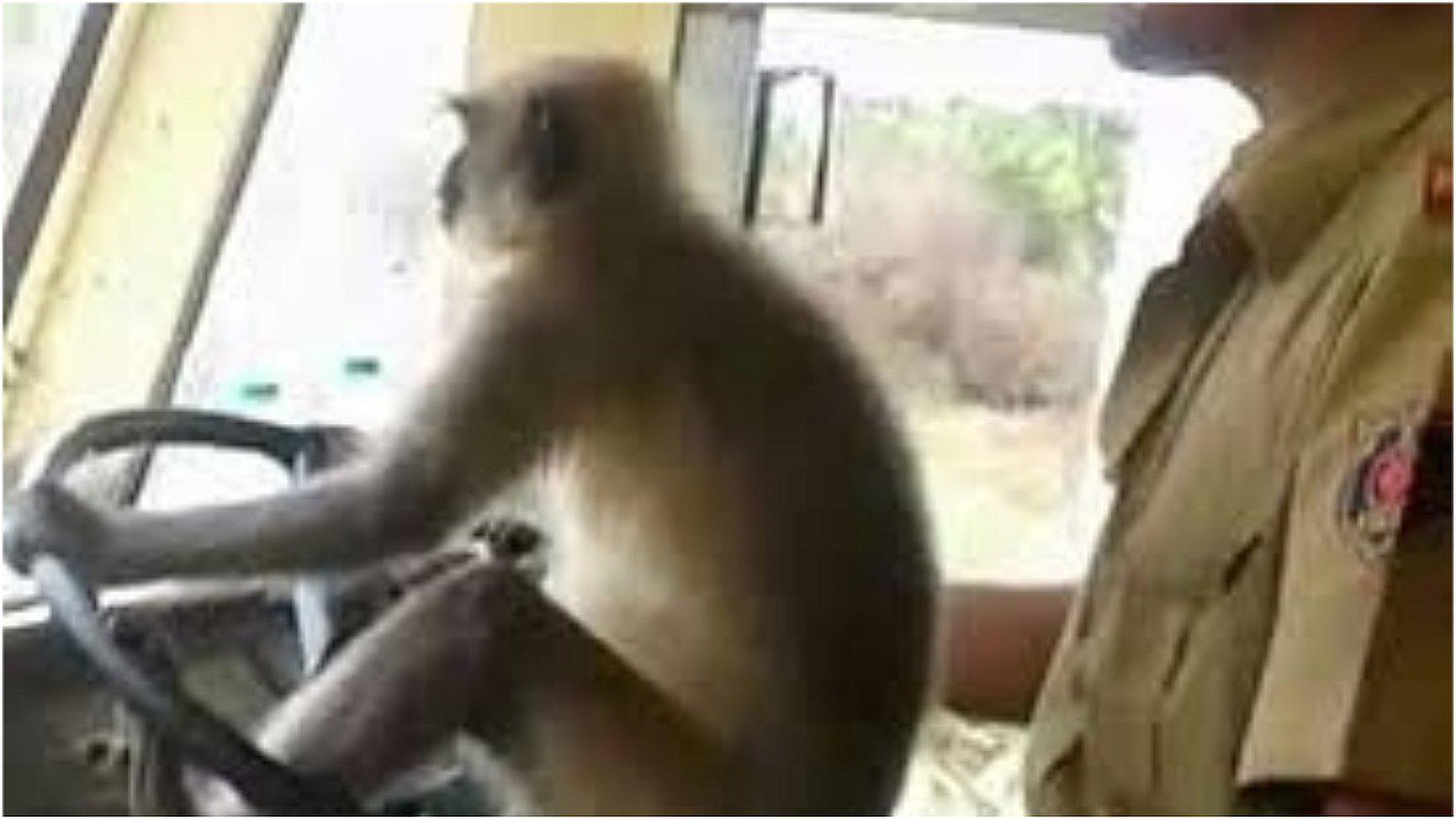 Conductor deja que mono “maneje” autobús y pone en riesgo a pasajeros (VIDEO) 
