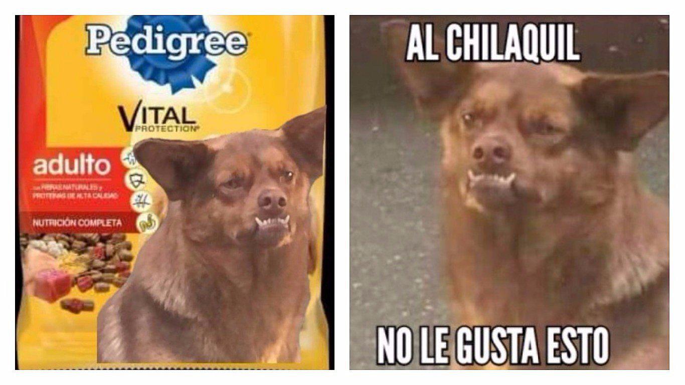 ¡Llegaron los memes de Chilaquil! El famoso perro de las redes sociales