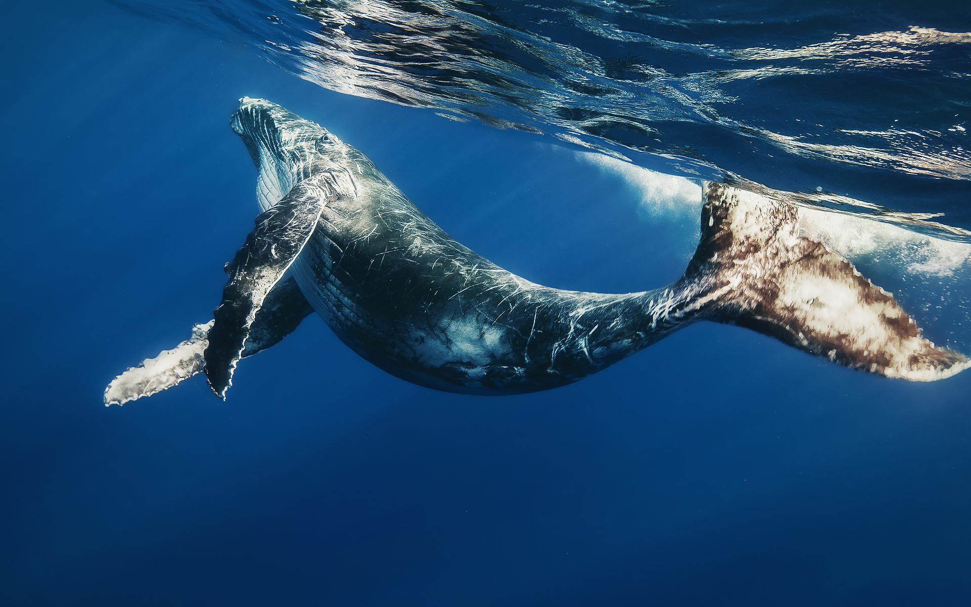 Ballenas gigantes tienen nervios como cables elásticos para capturar presas