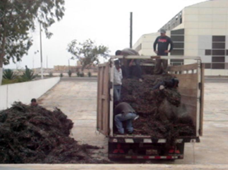 Detectan más pruebas de desaparición de algas marinas 