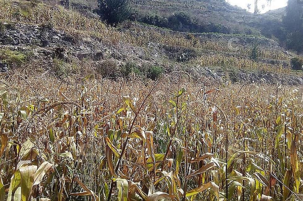 ​Roedores también invaden los cultivos en el valle del Colca (FOTOS)
