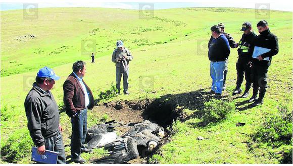 Indignante: hallan águilas y cóndores muertos en alturas de Ayacucho