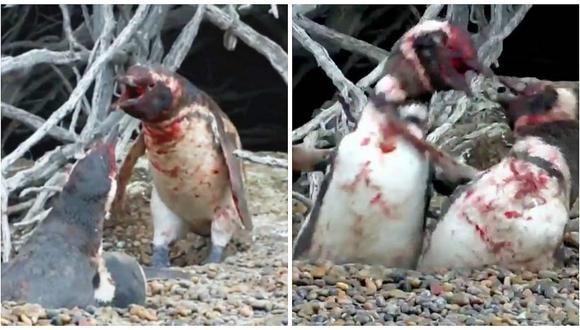 Pingüino encontró a su pareja con "amante" y se desató la lucha más sangrienta (VIDEO)