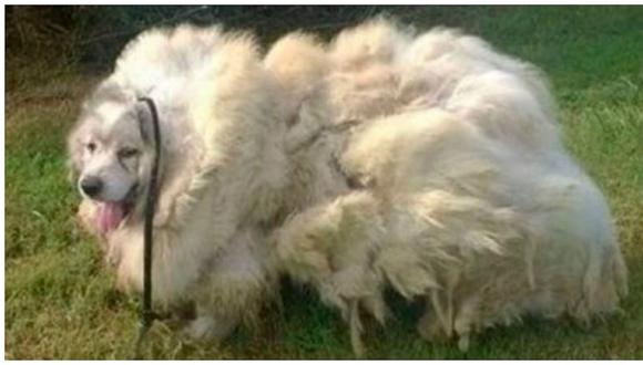 Facebook: perrito perdió más de 15 kilos de pelo y así quedó (FOTOS)