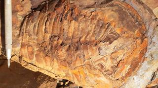 Hallan fósil de hace 467 millones de años en zona del VRAEM, en Cusco