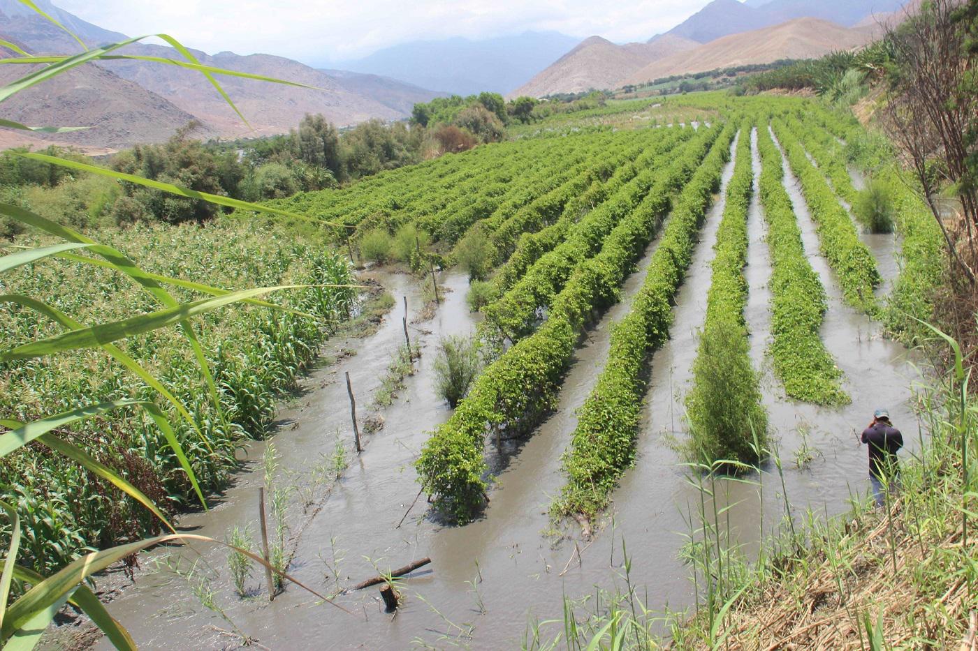 Áncash: La pesca y la agricultura sufrirán por “El Niño”