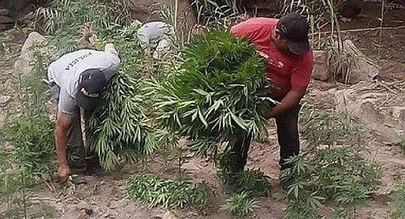 Policía quema cerca de 10 mil plantones de marihuana en Arequipa