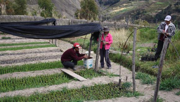 Huánuco: gobierno regional invierte S/. 24 millones para reforestar 7,098 hectáreas