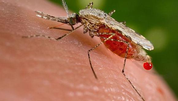 Investigadores confirman mosquito como principal transmisor del zika