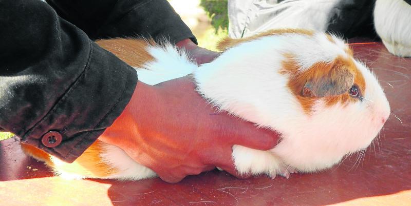 Carne de cuy recomendable por poca grasa y más proteínas