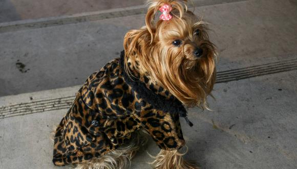 Mientras la venta de ropa y accesorios para los perros se disparan, también es bueno saber qué razas necesitan realmente de una prenda para el frío. (Foto: Perreo: Ropa para Perros/ Facebook)