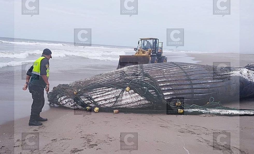 Aparece ballena varada en playa de Los Palos