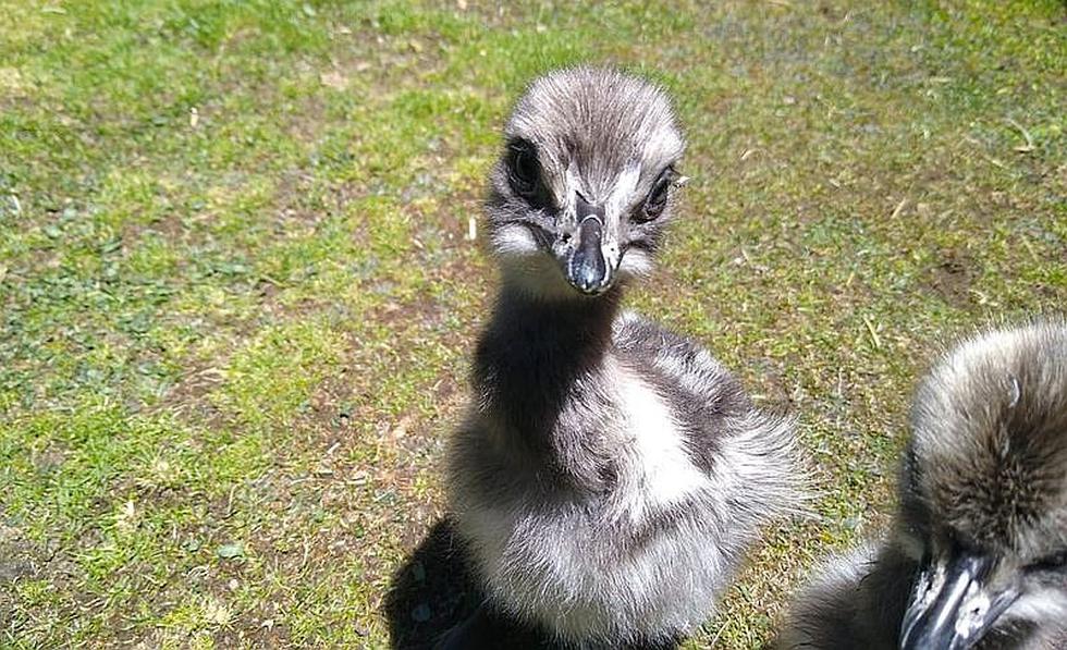 Buscan rescatar el suri en Reserva Salinas y Aguada Blanca (FOTOS)