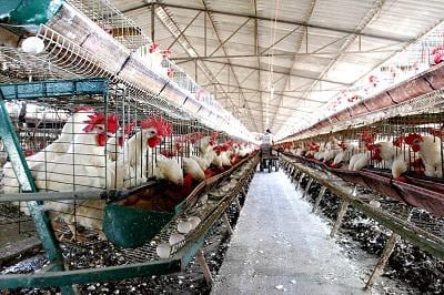 México: Sacrifican a más de tres millones de gallinas por brote de gripe aviar