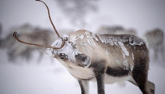 Más de 200 renos mueren de hambre en el Ártico por el cambio climático (VIDEO y FOTOS)