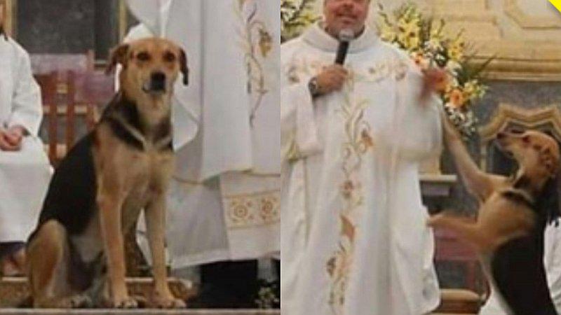 Cura lleva a perros callejeros a sus misas para que sean adoptados 