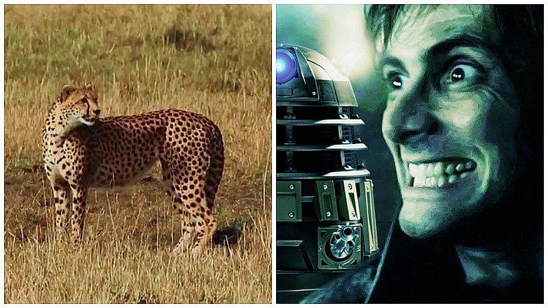 ​Actor de “Harry Potter” graba el momento que fue atacado por un leopardo [VÍDEO]