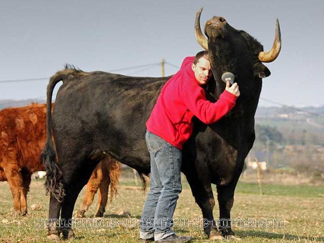 Adoptó a un toro para salvarlo de corrida y se convierte en su mejor amigo