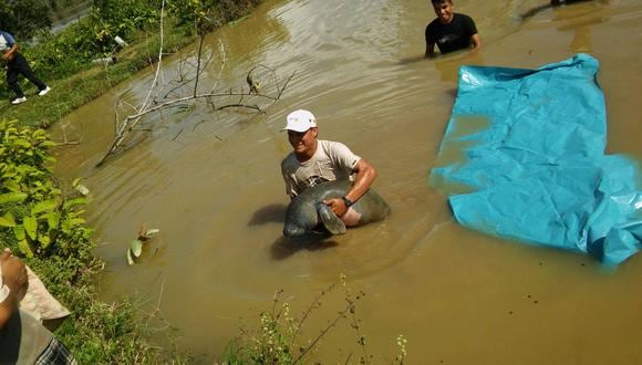 ​Facebook: Rescatan bebé manatí en Iquitos