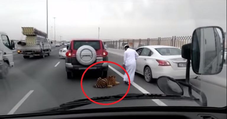 ​YouTube: Tigre suelto en carretera causó gran pánico en Qatar