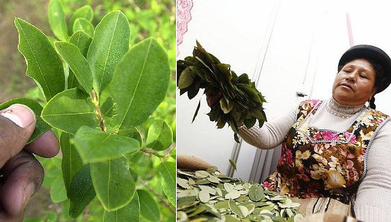 Las propiedades medicinales de la hoja de coca