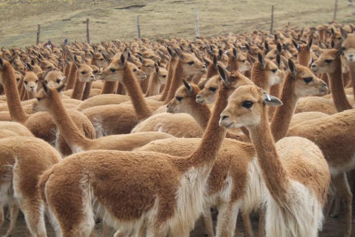 "El Niño" amenaza con dejar sin pasto a vicuñas
