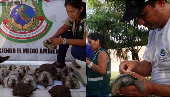 Perú devolvió a Ecuador tortugas galápagos incautadas en Piura  