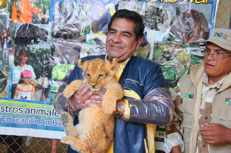Huancayo: Nace en cautiverio cachorro de león