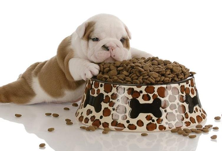 Lanzan la primera comida de perros para microondas