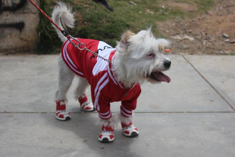 Una competencia  llena de 'amores perros' (FOTOS)