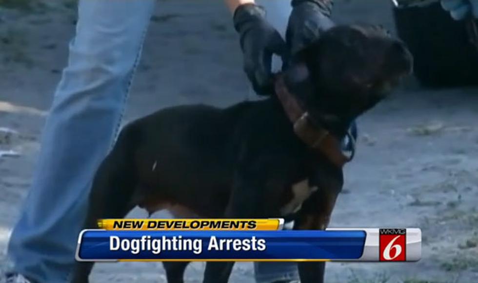 Rescatan 17 perros que iban a ser utilizados en peleas callejeras