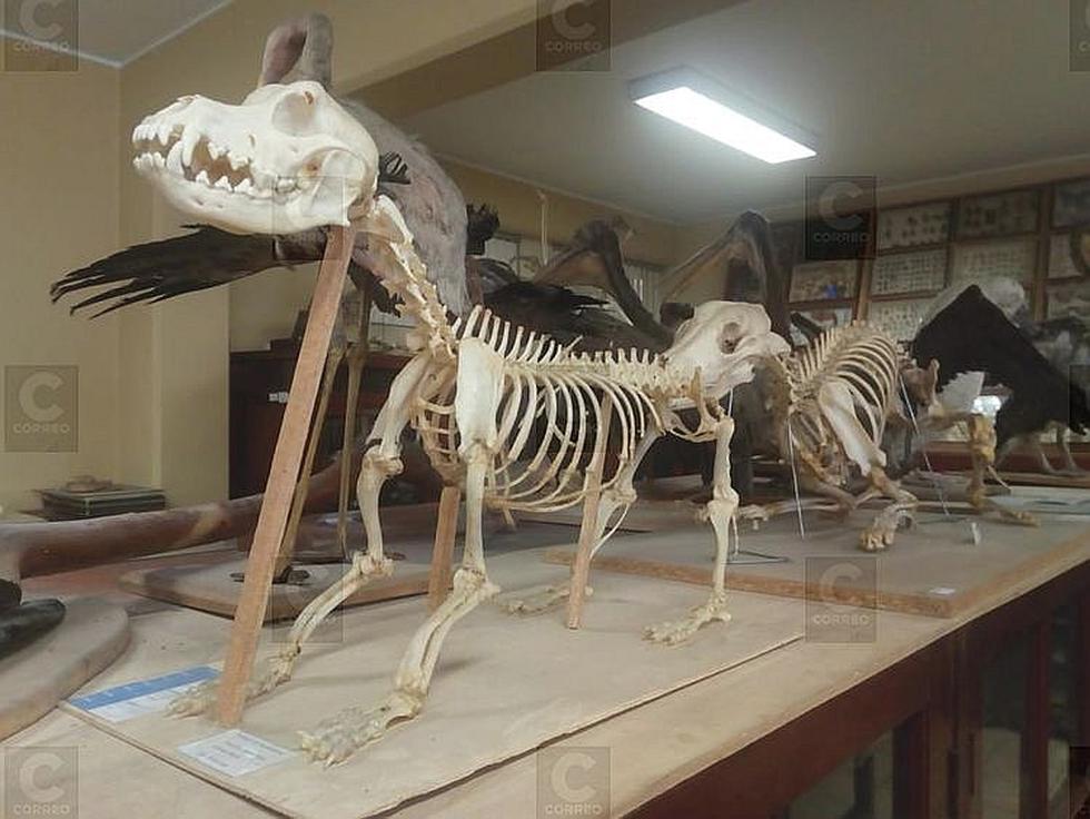 Mil 300 especímenes en el Museo de Historia Natural (FOTOS)