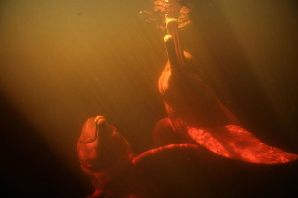 El delfín rosado del Amazonas se encuentra en peligro por su uso como carnada