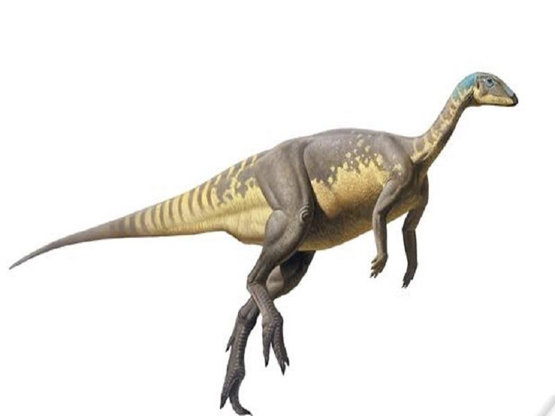 Portugal: Hallan nueva especie de dinosaurio enano del Jurásico Ibérico