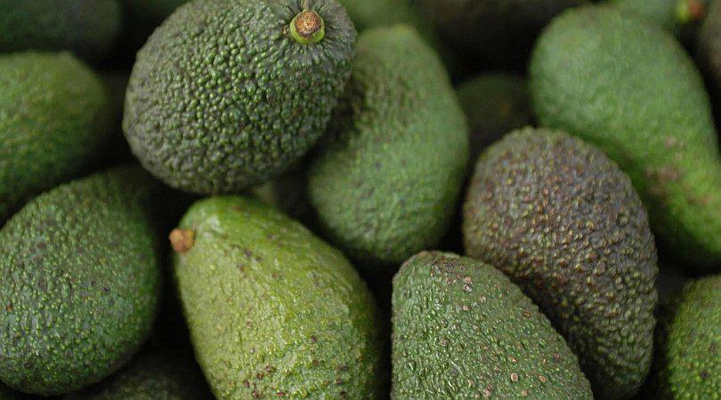 El cultivo de palta en México atrae la deforestación, delincuencia y daños en salud