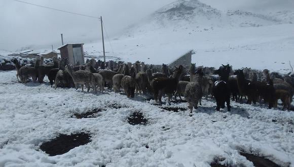 En un sólo día de nevada mueren unas 80 alpacas en Vinchos