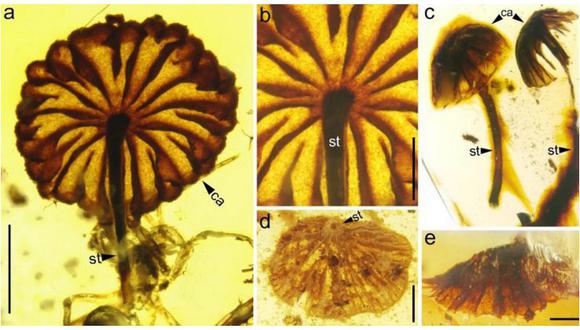 Descubren los fósiles de hongos intactos de 99 millones de años