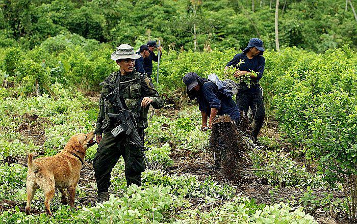 ​Pedro Cateriano: Gobierno de Ollanta Humala erradicó 109 mil hectáreas de coca